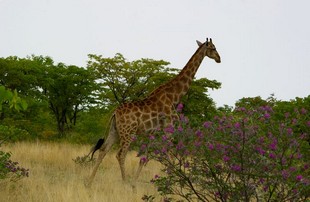 696 Namibia Okt 2006 .JPG